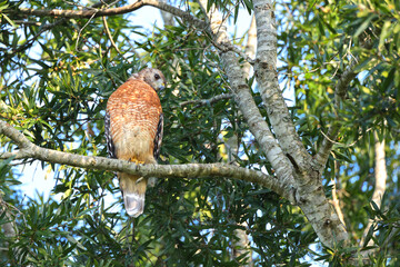 Red shouldered hawk perched in tree. 