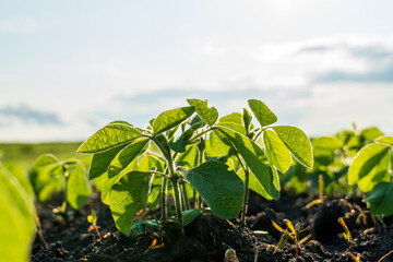 Young soybean plants thrive under bright sunlight in a fertile field during the early growing season