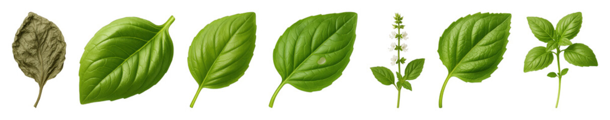 Obraz premium Basil set including fresh leaves, dried leaf, flowering stem, and sprig isolated. Culinary ingredient and herb collection.