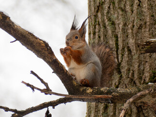 Squirrel sitting on a tree branch holding a nut. Wildlife