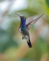 Beija flor de peito azul macho (Chionomesa lactea) voando e mostrando suas lindas cores