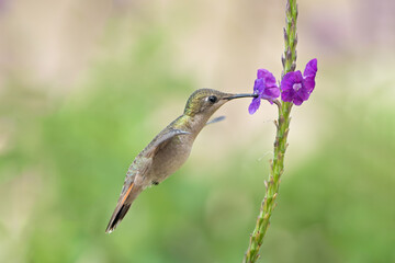 Beija flor vermelho fêmea em close up (Chrysolampis mosquitus) voando e se alimentando de néctar de uma lindo gervão roxo