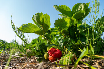 Strawberry plants with ripe and unripe fruits visible in a sunlit field during warm weather in...