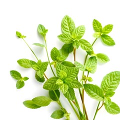 Naklejka premium mint leaves isolated on white
