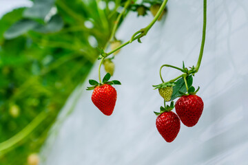 Strawberries red ripe are developing on green plants in a clean greenhouse. The fruits hang from...
