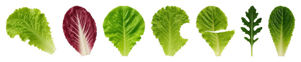 Salad leaves set including various green types, red radicchio, and arugula isolated. Fresh healthy food collection.