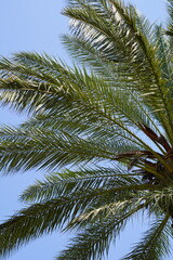 coconut palm tree