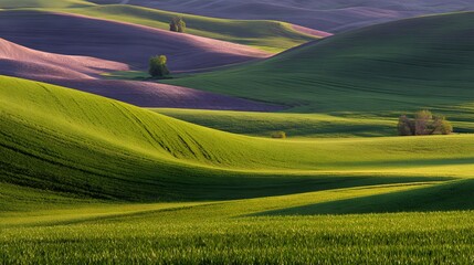 Fototapeta premium Rolling hills of vibrant green fields meet soft purples in a breathtaking landscape, bathed in the golden light of sunrise or sunset.