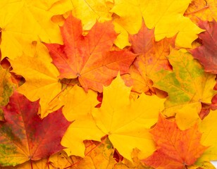 Vibrant autumn leaves, colorful fall foliage