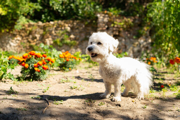 Photo of a purebred Bichon Frise in a summer garden with ripe harvest. Great for eco gardening showcases, nature aesthetics, or sustainable living. Zero waste ethos.