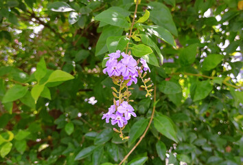 Duranta erecta flowers