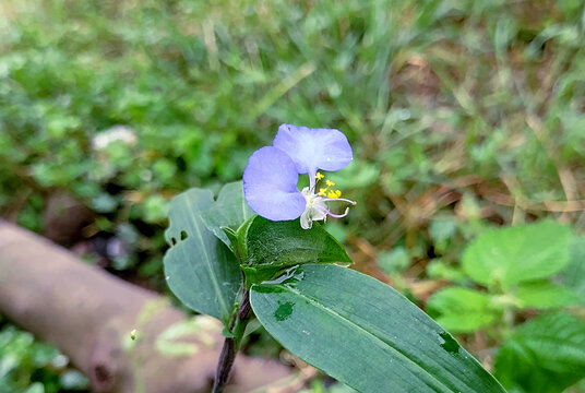 Benghal dayflower
