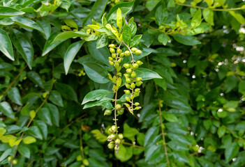 Duranta Erecta flower buds
