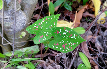 Leaves of Caladium plant