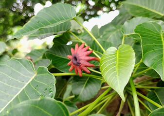 Side view of female flower of the dynamite tree