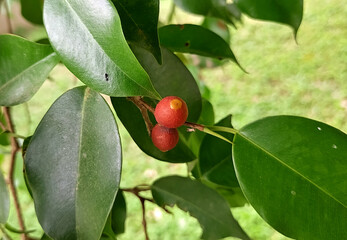Fruit of Weeping fig