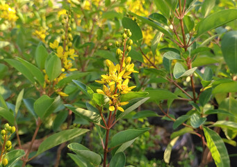 Slender goldshower flower