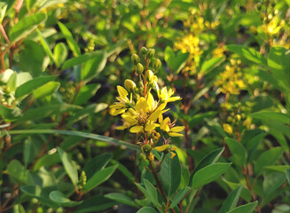 Close-up of Goldshower flower