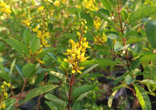 Slender goldshower flower