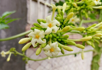 Male flowers of carica papaya tree