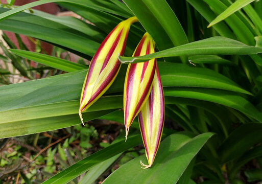 Crinum lily pods