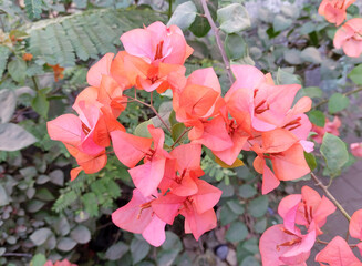 Peach bougainvillea