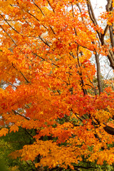 Bright orange autumn leaves on tree branches

