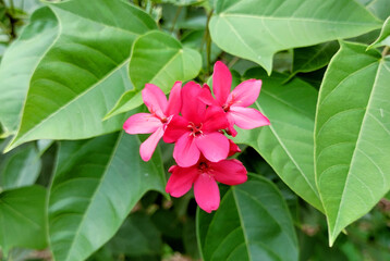 Close-up of peregrina flowers