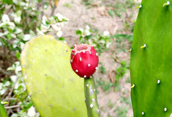 Close-up of prickly pear cactus fruit