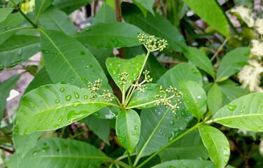Swizzle stick aka poison devil's pepper