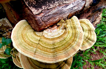 Closeup of cream and brown turkeytail mushroom