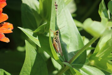 Grasshopper Insect on a Leaf