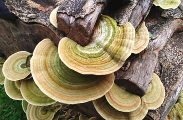 Turkeytail mushroom stack