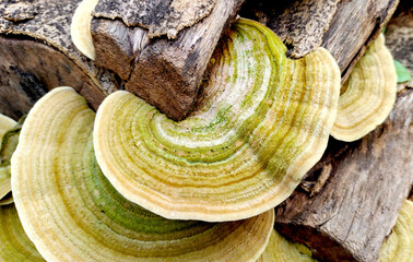 Closeup of Turkeytail mushroom growing on  a dead tree trunk