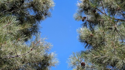 Pine tree branches against blue sky
