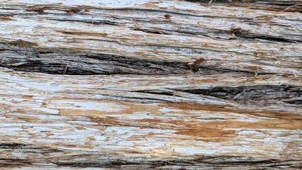 Close up texture of dry tree bark