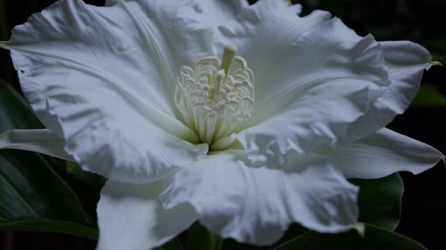 The White Nocturnal Bloom of the Epiphyllum Oxypetalum, Commonly Called Queen of the Night or Night-Blooming Cereus