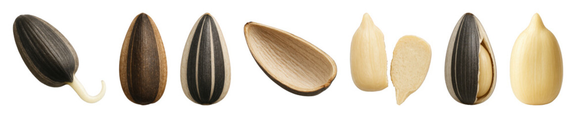 Sunflower seed set including whole, sprouted, striped, shelled, kernel, and empty shell stages isolated. Healthy food and ingredient collection.