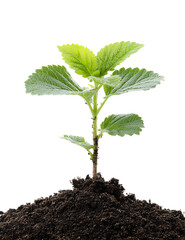 A small green plant is growing in the dirt