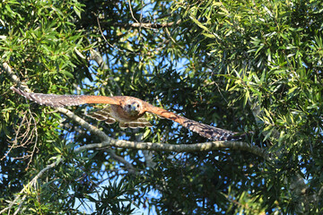 Red shouldered hawk launching from perch inflight after prey. 