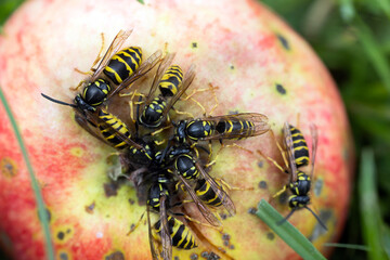 Wild wasps sit on an apple and eat an apple. 