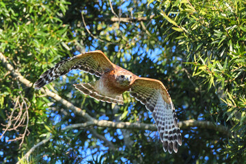 Red shouldered hawk launching from perch inflight after prey. 