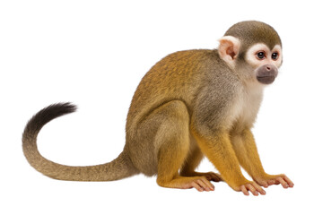 A cute young Common Squirrel Monkey, Saimiri sciureus, sitting in profile with its long tail curled, Isolated on Transparent and White Background