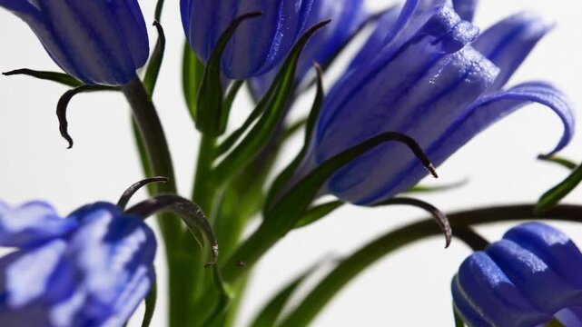 Harebell blossom (Campanula) on pale digital single-lens reflex graph of exquisite Harebell blossoms (Campanula) on pale backdrop.
