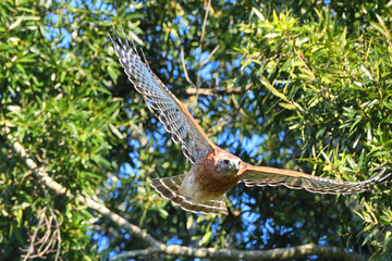 Red shouldered hawk launching from perch inflight after prey. 