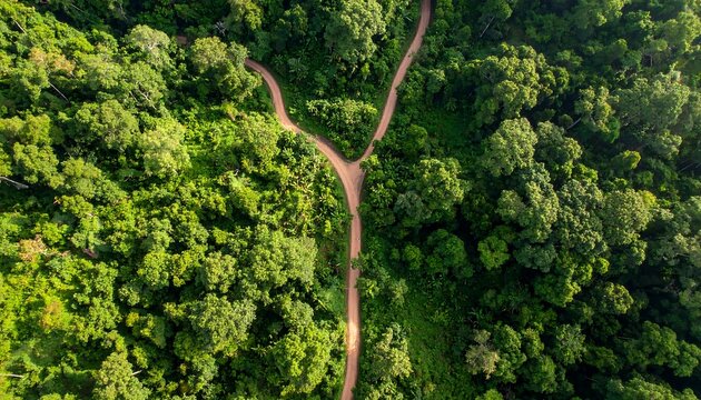 High-angle view of a dirt road diverging through a lush forest