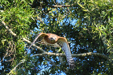Red shouldered hawk launching inflight after prey. 