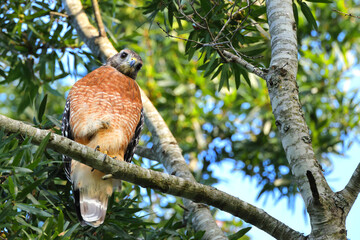 Red shouldered hawk perched in tree. 