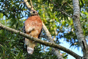Red shouldered hawk perched in tree. 