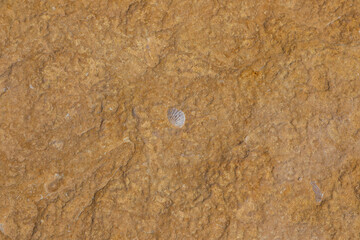 Fossil shell in limestone rock surface on Gozo, Malta.